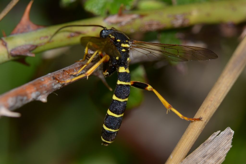 Ichneumonidae: Metopius sp. ?  S, Metopius cfr. dentatus